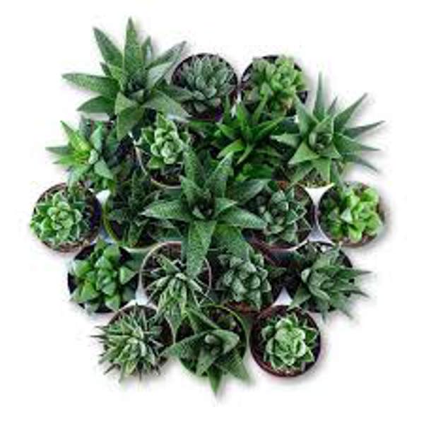 Öý ösümleri Green Shop  Хавортия