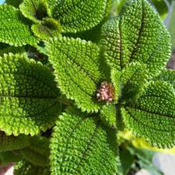 Öý ösümleri Green Shop  Пилея