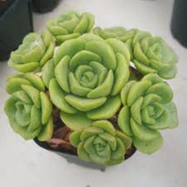 Öý ösümleri Green Shop  Эониум