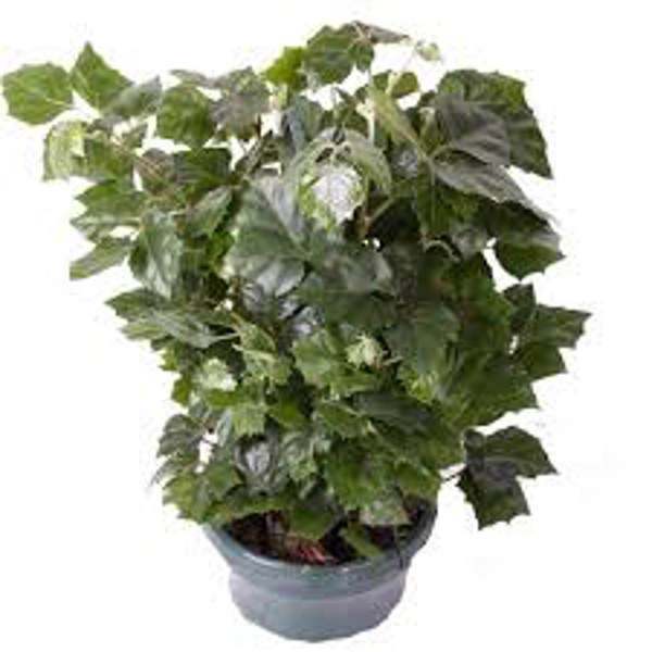 Öý ösümleri Green Shop  Циссус