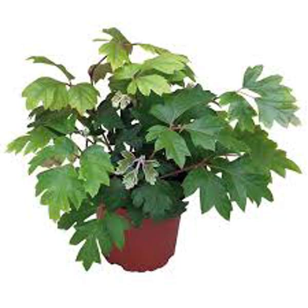 Öý ösümleri Green Shop  Циссус