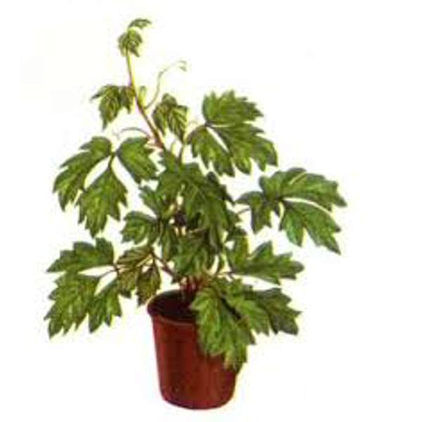 Öý ösümleri Green Shop  Циссус