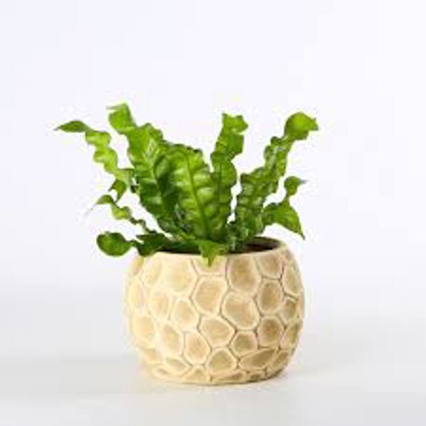 Öý ösümleri Green Shop  Асплениум