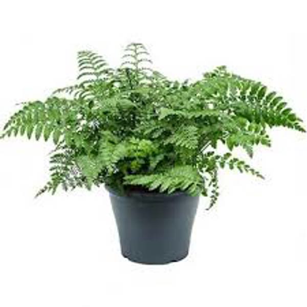 Öý ösümleri Green Shop  Асплениум