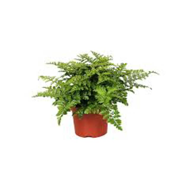 Öý ösümleri Green Shop  Асплениум
