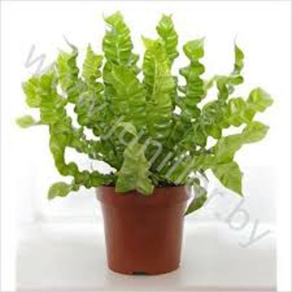 Öý ösümleri Green Shop  Асплениум