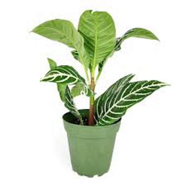 Öý ösümleri Green Shop  Афеландра