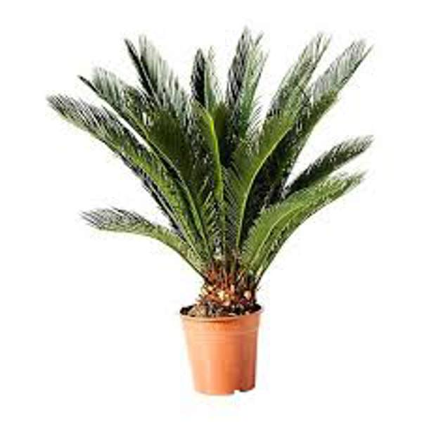 Öý ösümleri Green Shop  Цикас