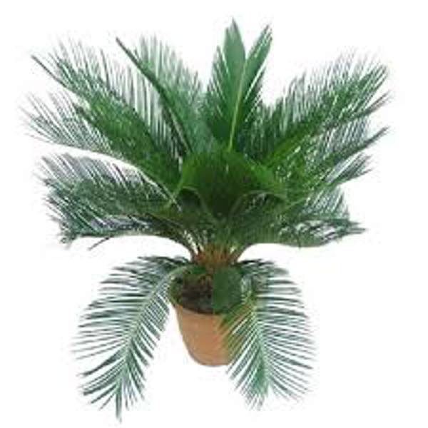Öý ösümleri Green Shop  Цикас