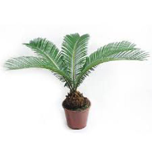 Öý ösümleri Green Shop  Цикас