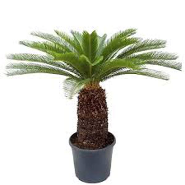 Öý ösümleri Green Shop  Цикас