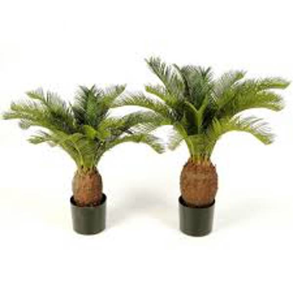Öý ösümleri Green Shop  Цикас