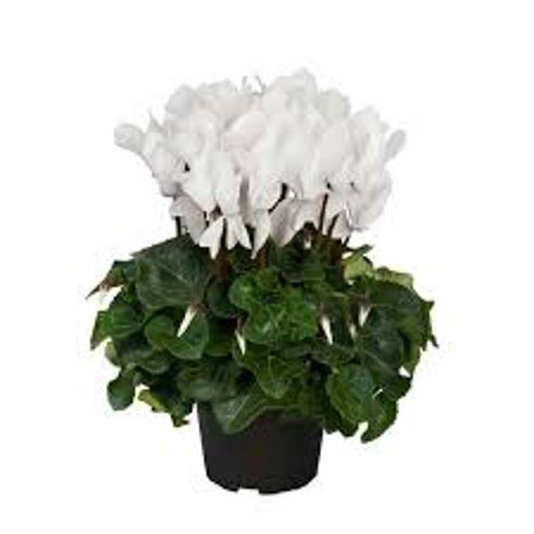 Öý ösümleri Green Shop  Цикламен