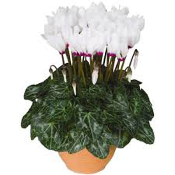 Öý ösümleri Green Shop  Цикламен