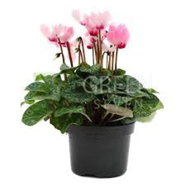Öý ösümleri Green Shop  Цикламен