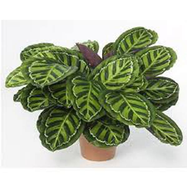 Öý ösümleri Green Shop  Калатея