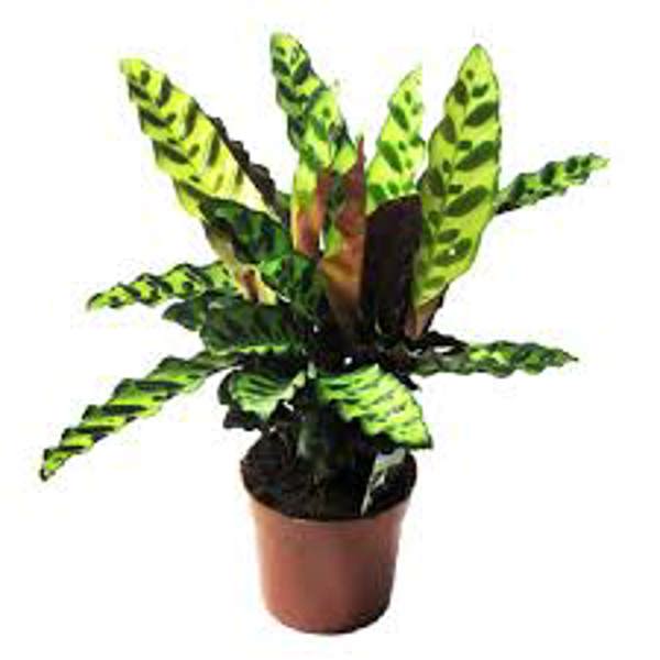 Öý ösümleri Green Shop  Калатея