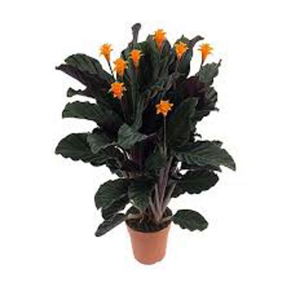 Öý ösümleri Green Shop  Калатея