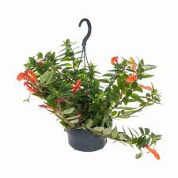 Öý ösümleri Green Shop  Колумнея