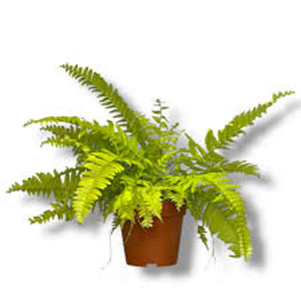 Öý ösümleri Green Shop  Нефролепис
