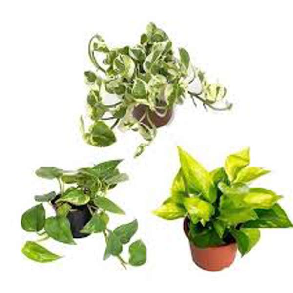 Öý ösümleri Green Shop  Сциндапус