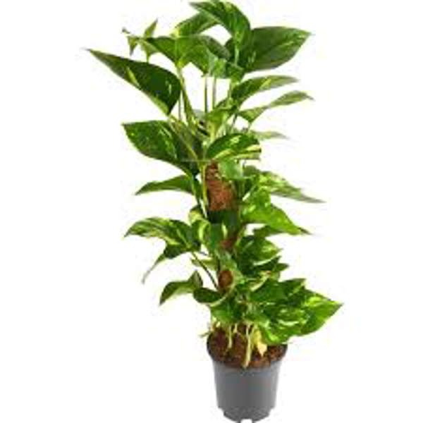 Öý ösümleri Green Shop  Сциндапус