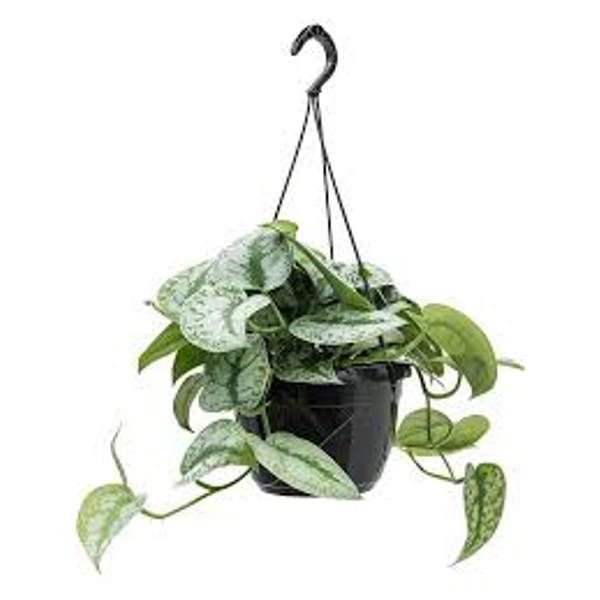 Öý ösümleri Green Shop  Сциндапус