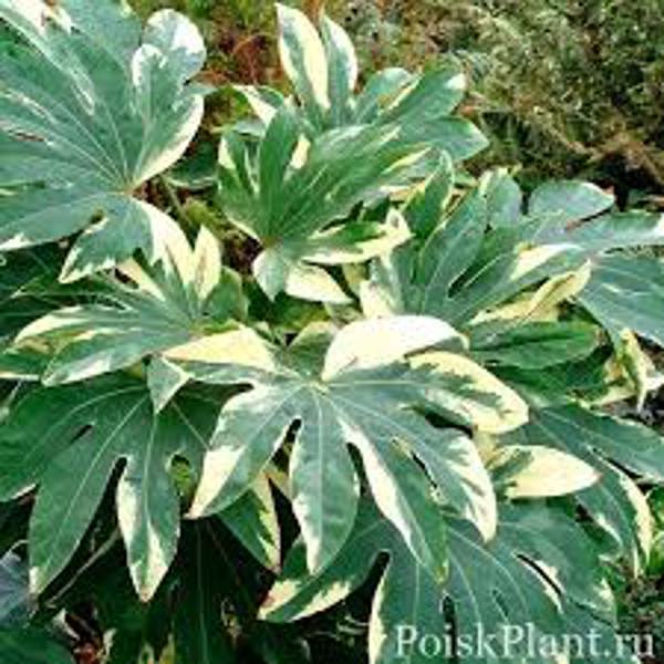 Öý ösümleri Green Shop  Фатсия