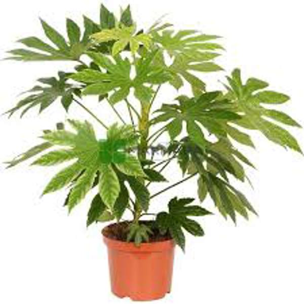 Öý ösümleri Green Shop  Фатсия