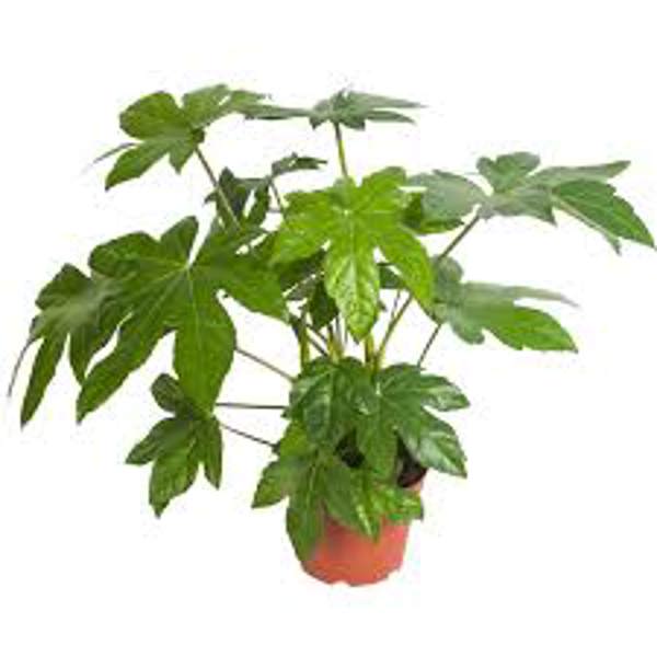 Öý ösümleri Green Shop  Фатсия