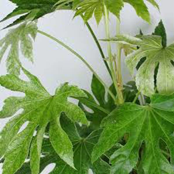 Öý ösümleri Green Shop  Фатсия