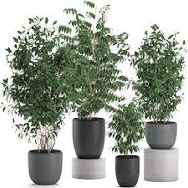 Öý ösümleri Green Shop  Фикус бенджамина