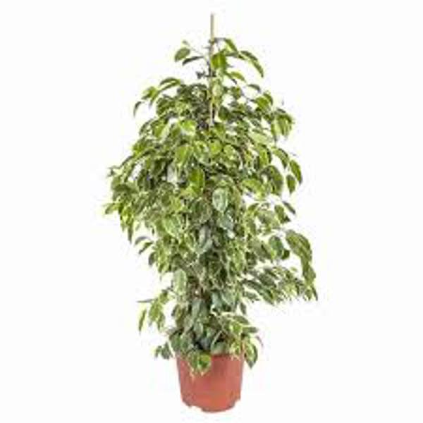 Öý ösümleri Green Shop  Фикус бенджамина