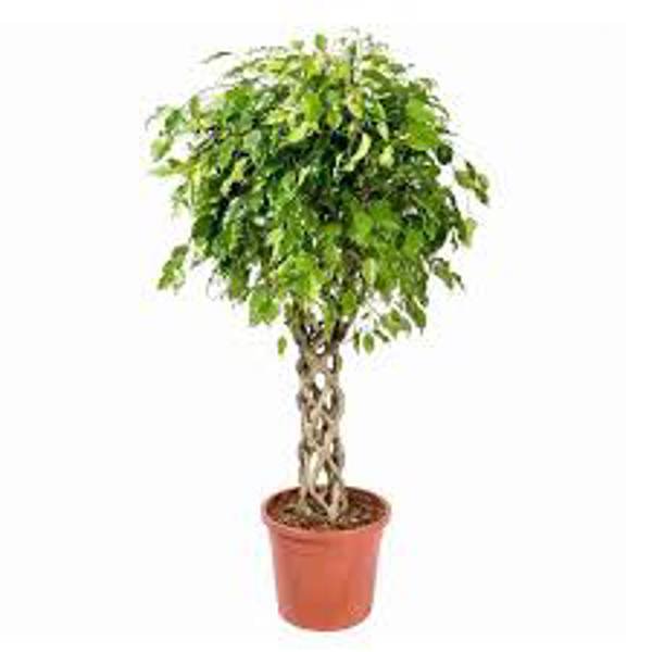 Öý ösümleri Green Shop  Фикус бенджамина