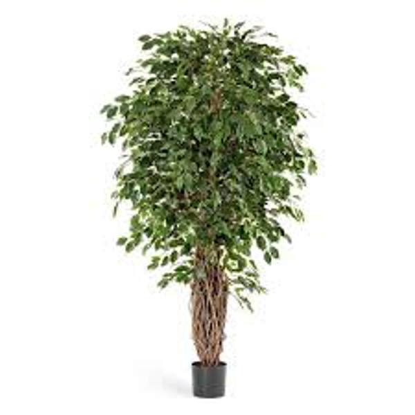 Öý ösümleri Green Shop  Фикус бенджамина