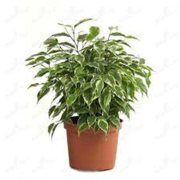 Öý ösümleri Green Shop  Фикус бенджамина