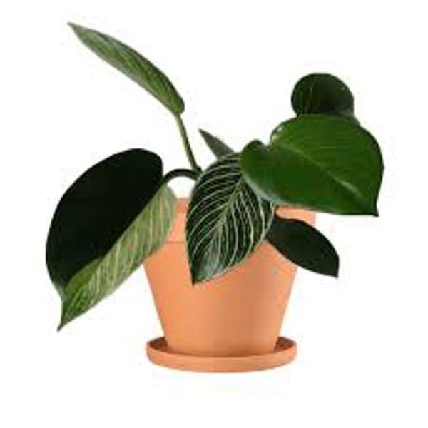 Öý ösümleri Green Shop  Филодендрон