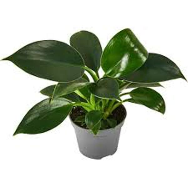 Öý ösümleri Green Shop  Филодендрон