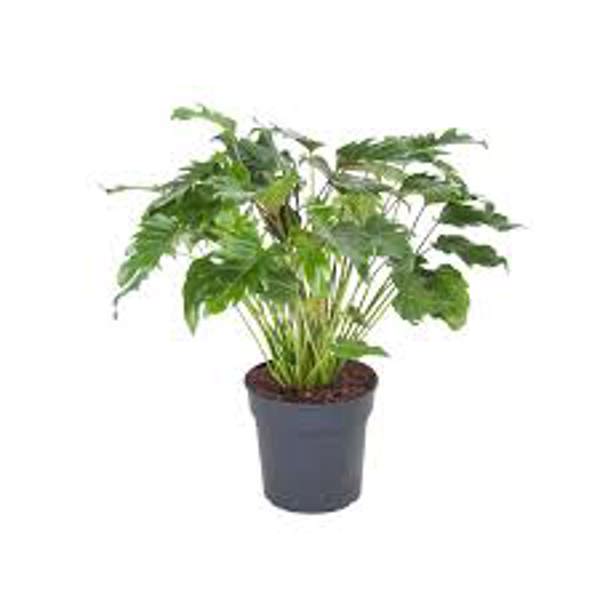 Öý ösümleri Green Shop  Филодендрон