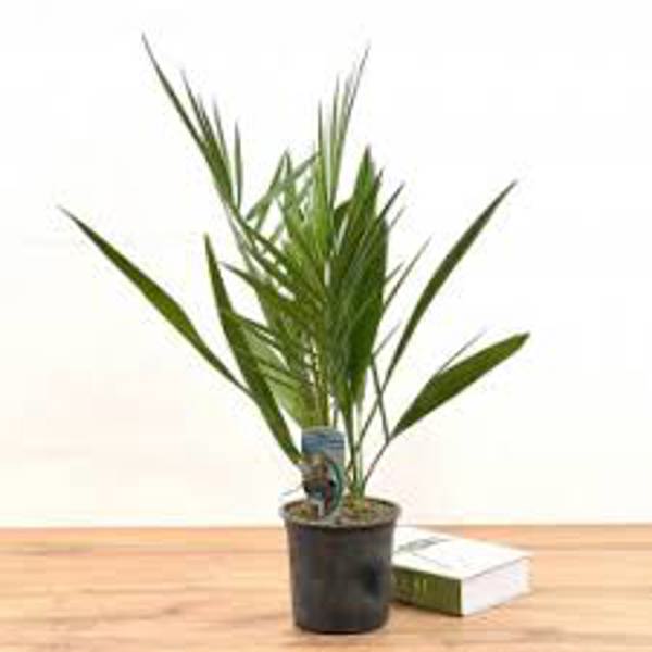 Öý ösümleri Green Shop  Финиковая пальма