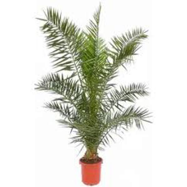 Öý ösümleri Green Shop  Финиковая пальма