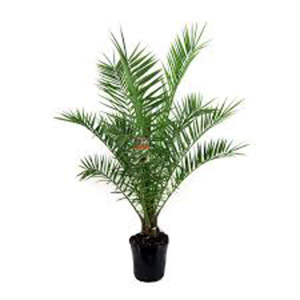 Öý ösümleri Green Shop  Финиковая пальма