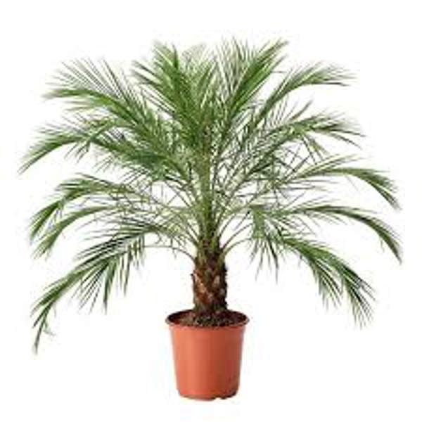 Öý ösümleri Green Shop  Финиковая пальма