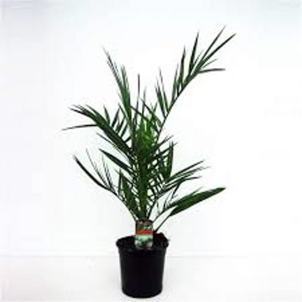 Öý ösümleri Green Shop  Финиковая пальма