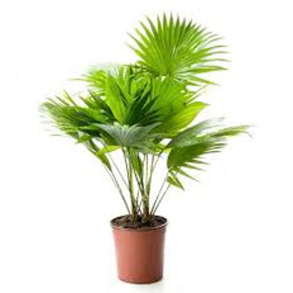 Öý ösümleri Green Shop  Пальма ливинстона