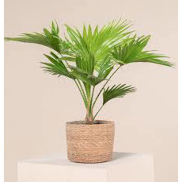 Öý ösümleri Green Shop  Пальма ливинстона
