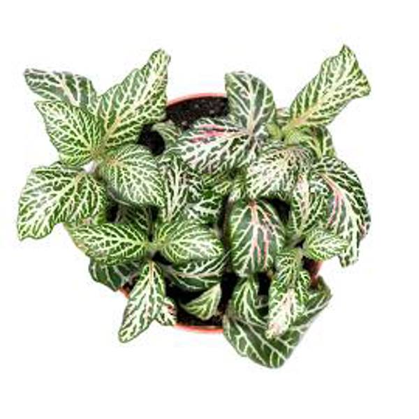 Öý ösümleri Green Shop  Фиттония