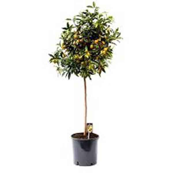 Öý ösümleri Green Shop  Фортунелла