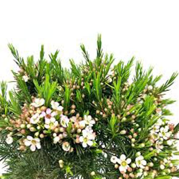 Öý ösümleri Green Shop  Хамелациум