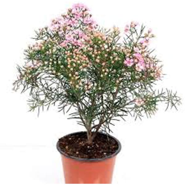 Öý ösümleri Green Shop  Хамелациум